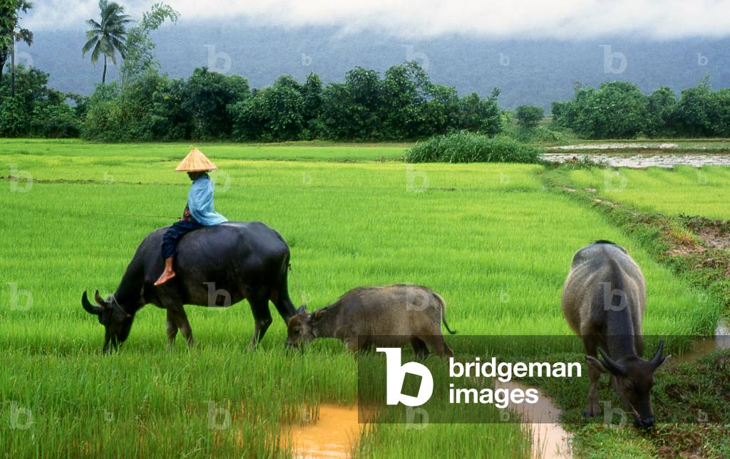 Cambodia: A young buffalo herder leads a calf through the rice paddies during a monsoon downpour, southern Cambodia (1998)