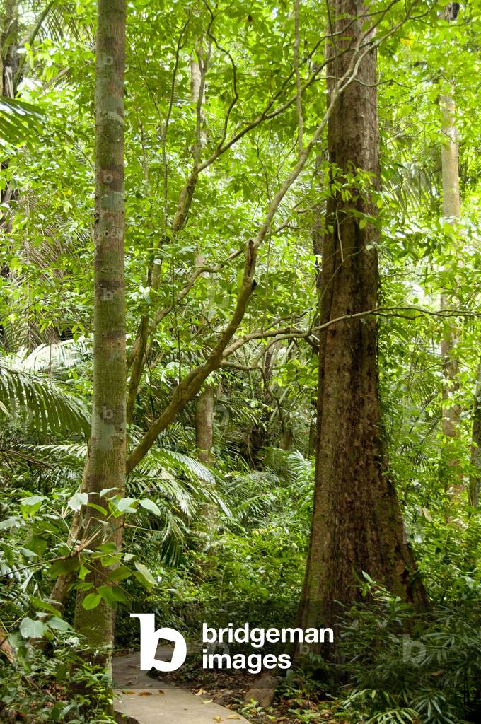 Thailand: Trail through the Than Bokkharani National Park, Krabi Province