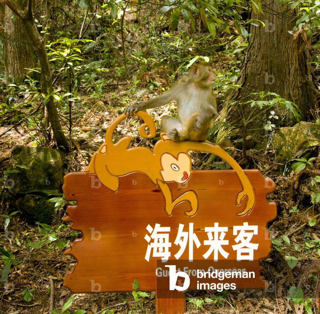 China: Rhesus monkey (Macaca mulatta), Wulingyuan Scenic Area (Zhangjiajie), Hunan Province