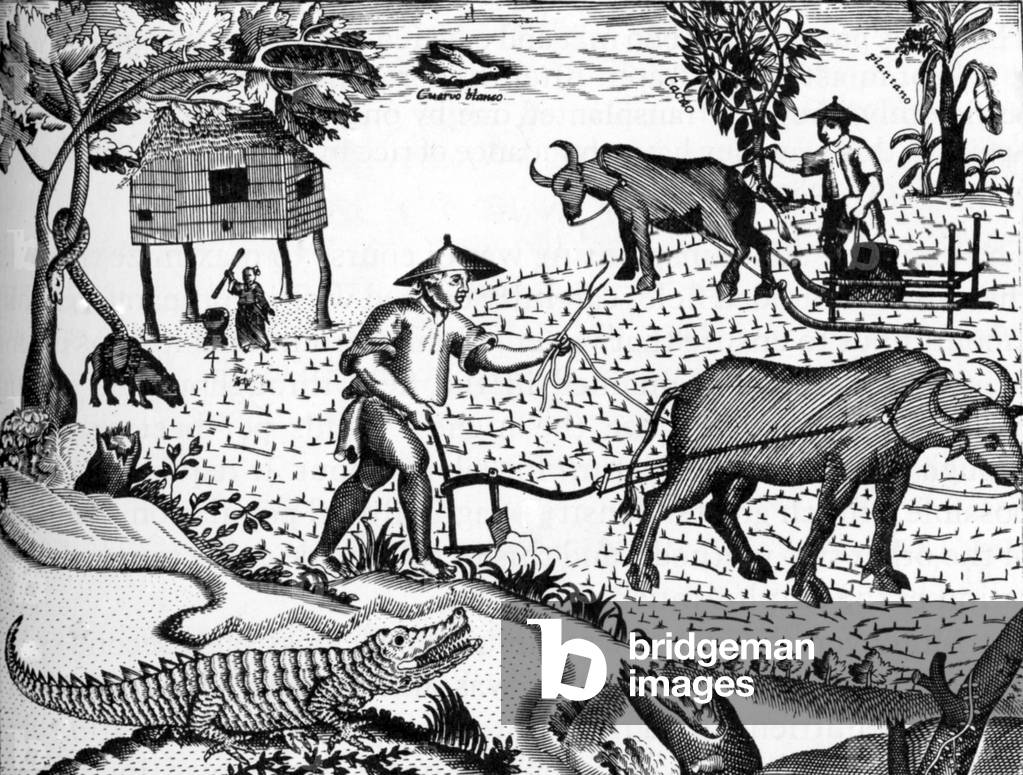 Philippines: Filipino farmers at work in a rice field in the early 18th century.