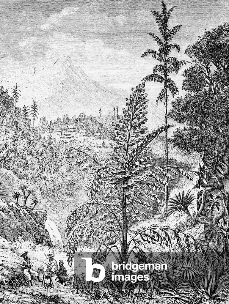 Indochina: An 1867 sketch of a date palm (Caryota urens), probably in central Laos, by French expeditioner Louis Delaporte.