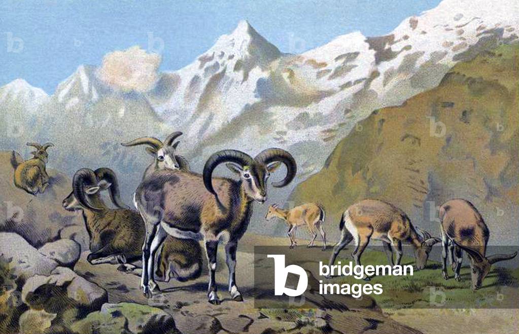 China / Tibet: Bharal or Himalayan Blue Sheep (Pseudois nayaur).