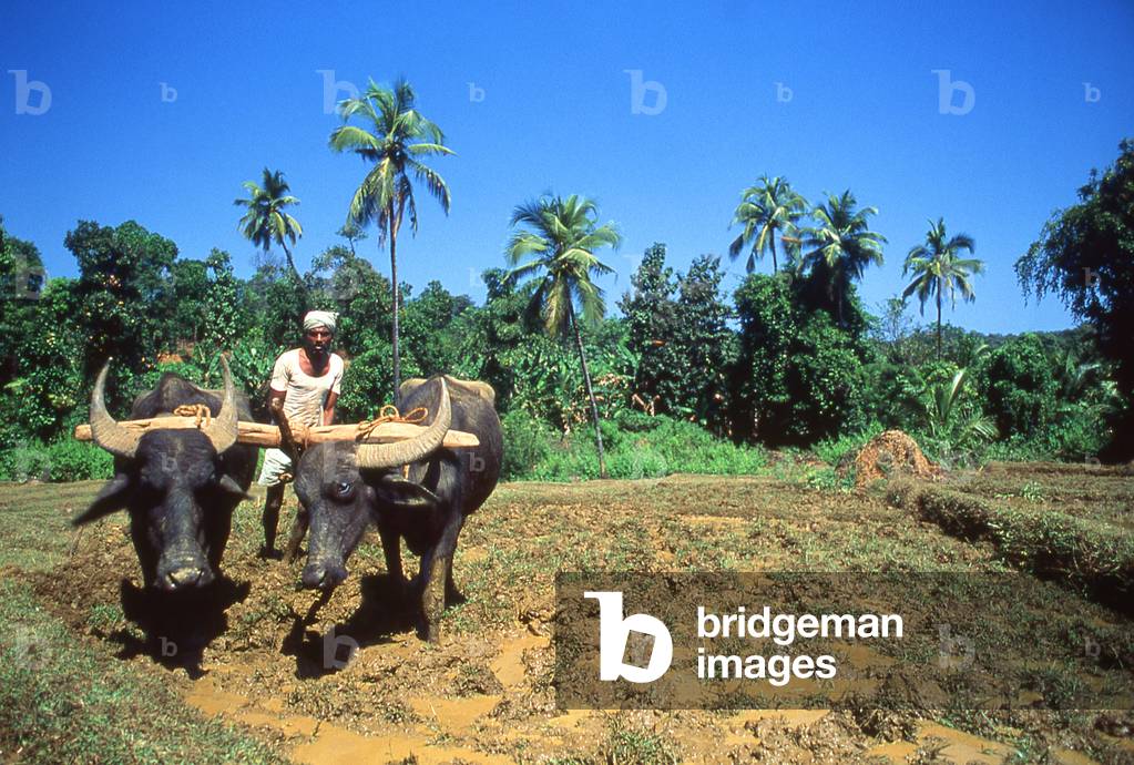 India: Buffaloes ploughing a rice field in rural Goa