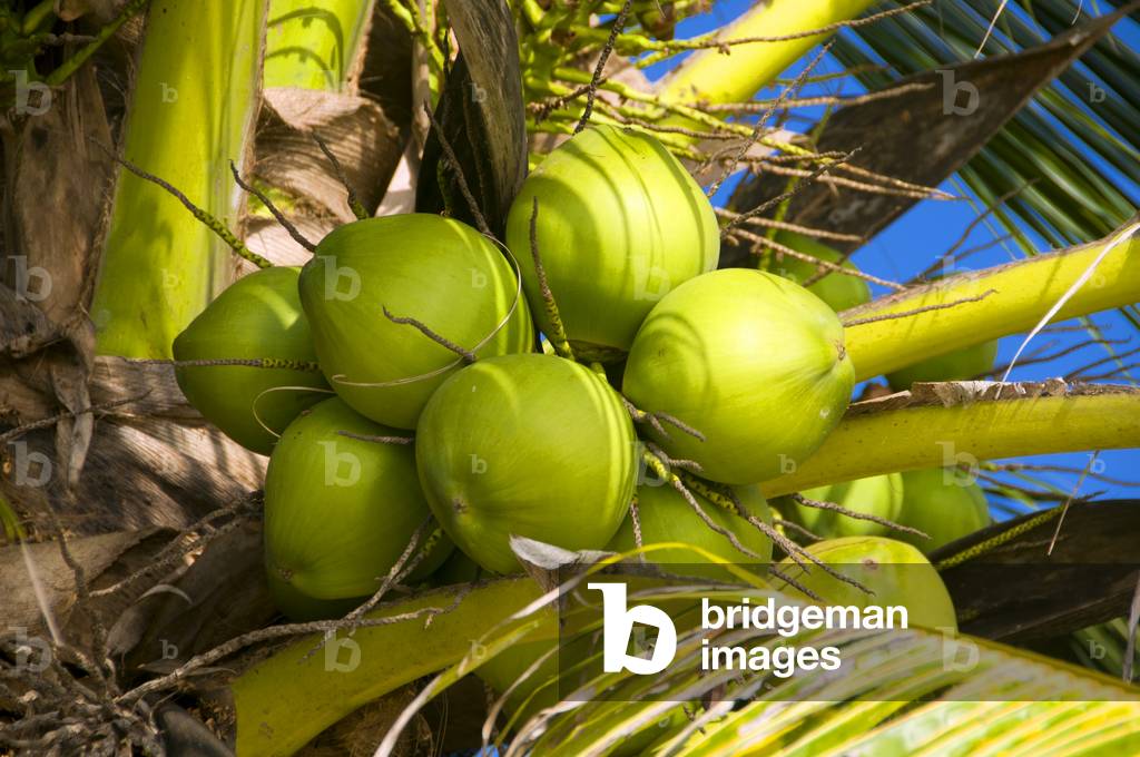 Thailand:  Ripe coconuts, Ao Taling Ngam, Ko Samui