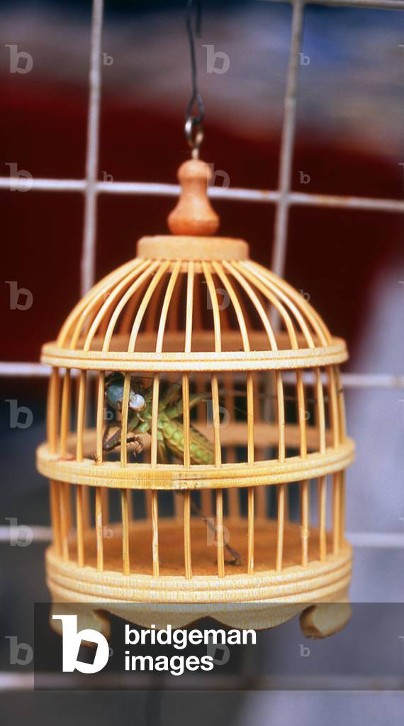 China: Caged grasshopper, Beiyuanmen, the 'Islamic Walking Street', Xi'an, Shaanxi Province