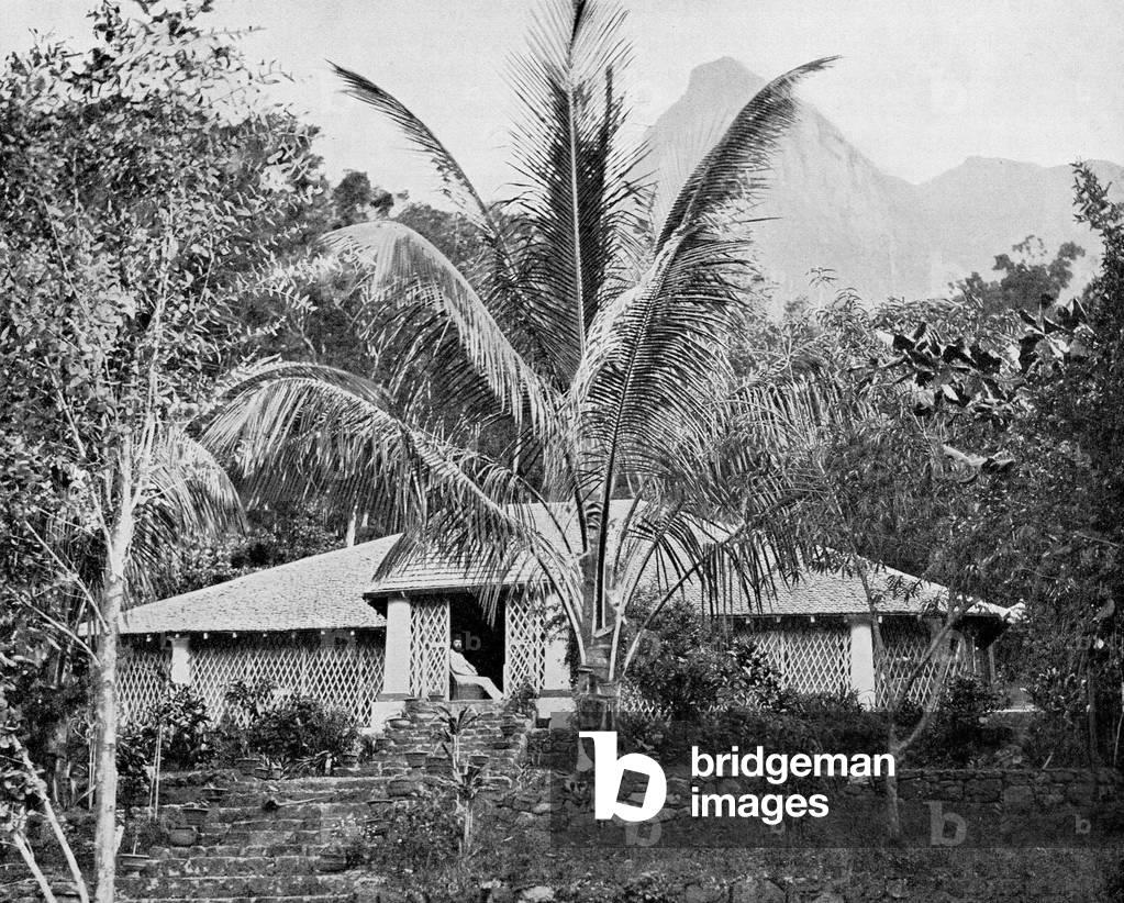 Sri Lanka: A coffee planters bungalow with eucalyptus and coconut trees. Photography by Ernst Haeckel, early 20th century.