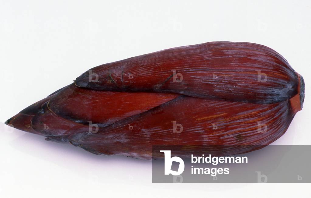 World: Edible banana flower used in cooking throughout South Asia and Southeast Asia