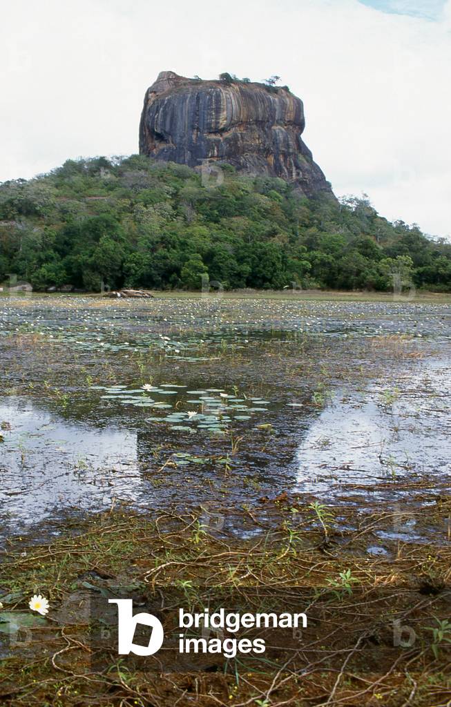Sri Lanka: Lotus flowers bloom on a pond in front of Sigiriya (Lion's Rock)