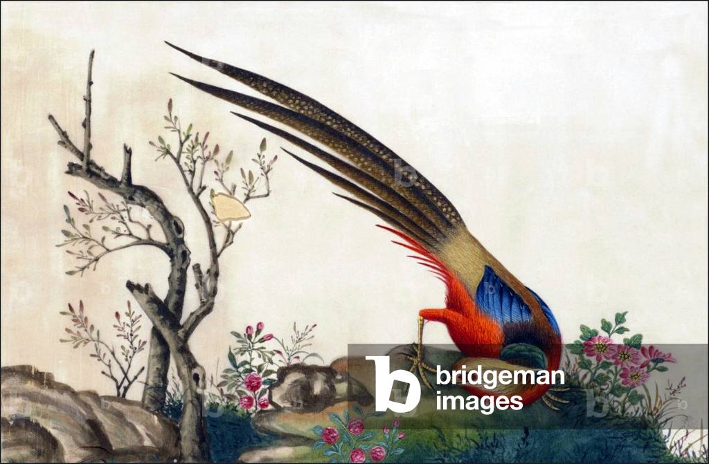 China: Golden Pheasant; watercolour from a gouache album of paintings of various Chinese birds, 19th century