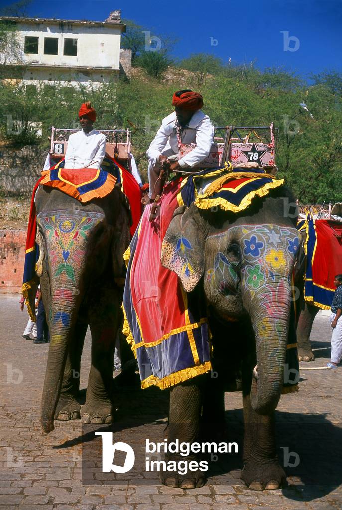India: Elephants, Amber (Amer) Palace and Fort, Amer, near Jaipur, Rajasthan