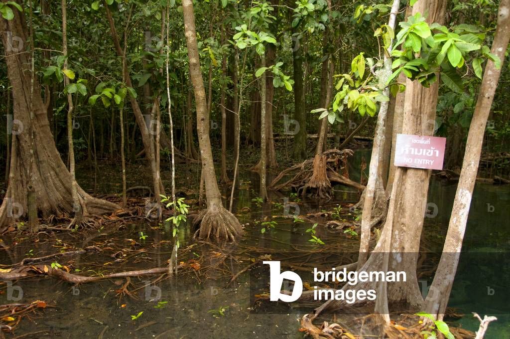 Thailand: Mangroves in the Tha Pom swamp and forest, Krabi Coast