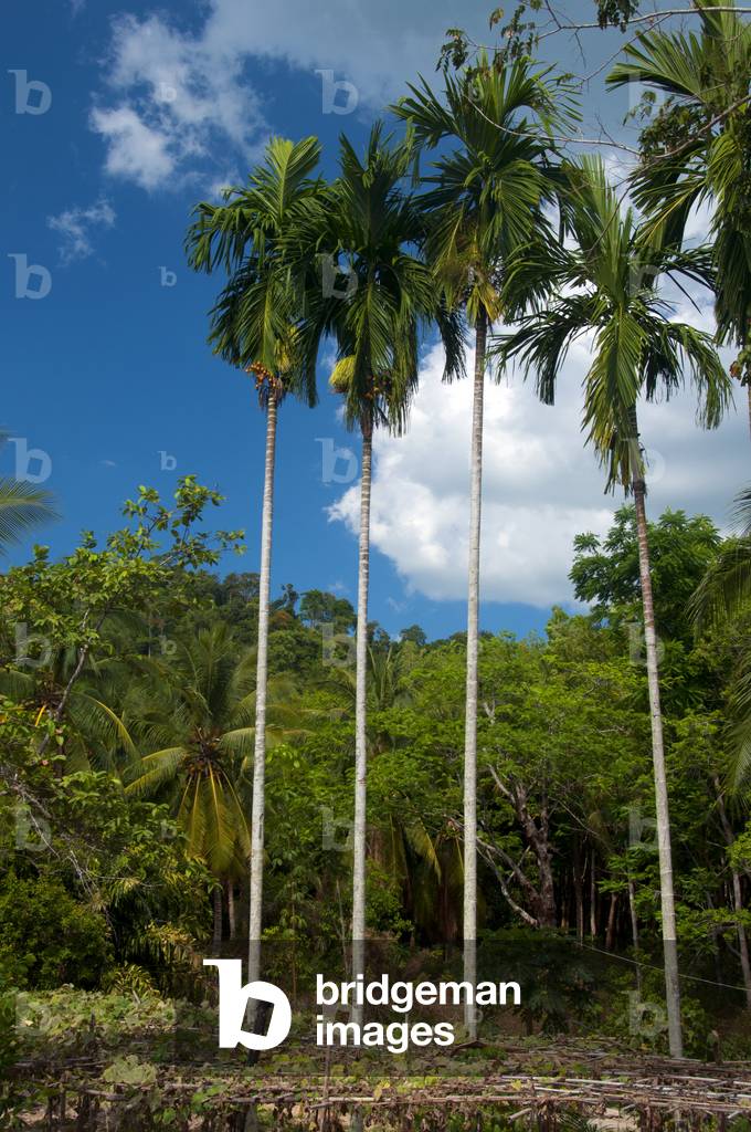 Thailand: Areca palms with areca nuts, Trang Province