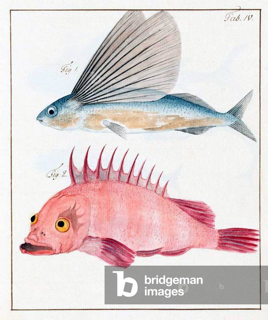 China: Images from the Swedish East India Company of 1746  - Types of fish.