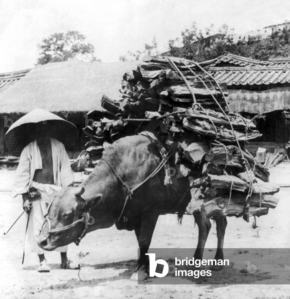 Korea: A bull-driver bringing wood into Seoul, outside the South Gate, looking toward city wall, early 20th century