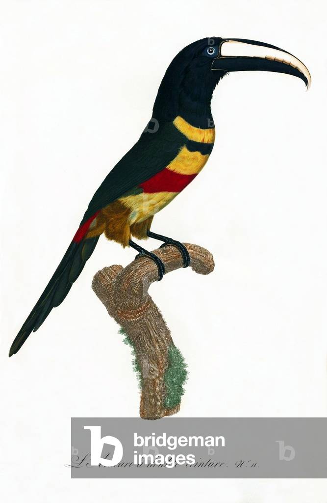 South & Central America: Early 19th century hand-painted illustration of various species of Toucan