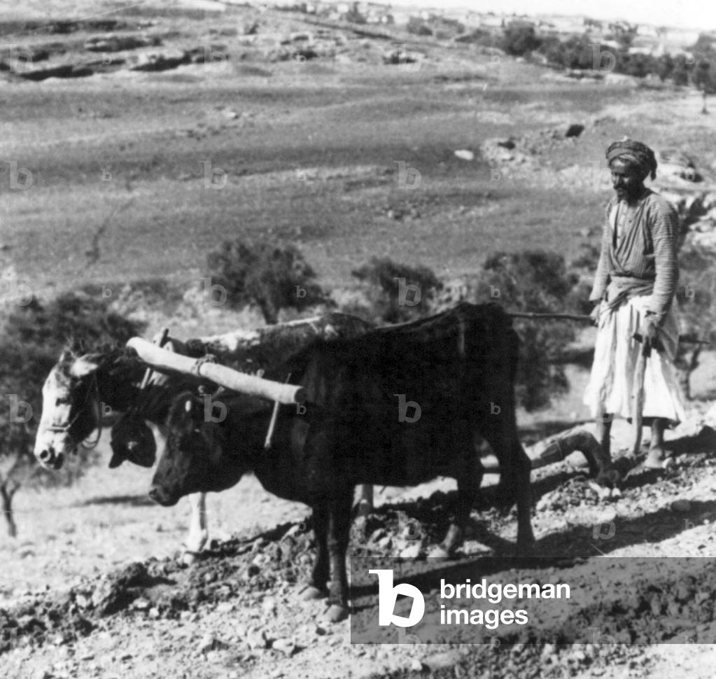 Palestine: A Palestinian man ploughing with a cow and an ass, c. 1900