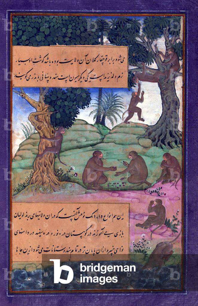 India: An illustration from the Baburnama. Animals of Hindustan - monkeys that can be taught to do tricks