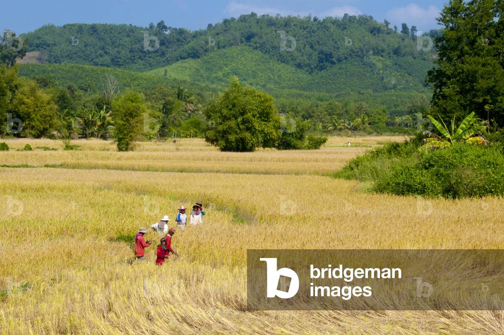 Thailand: Fieldworkers near Phu Tok, Loei Province