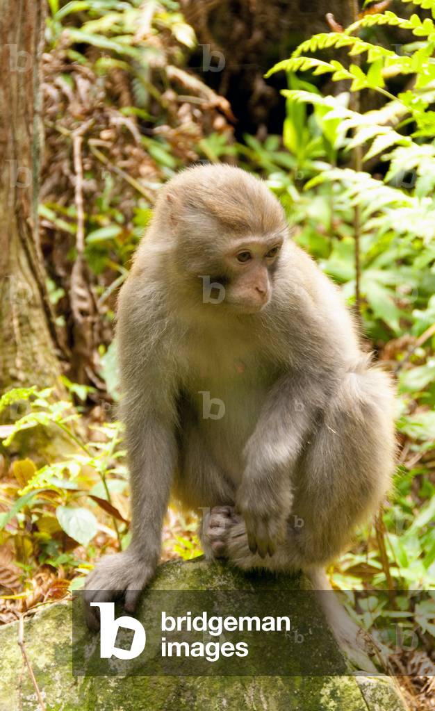 China: Rhesus monkey (Macaca mulatta), Wulingyuan Scenic Area (Zhangjiajie), Hunan Province