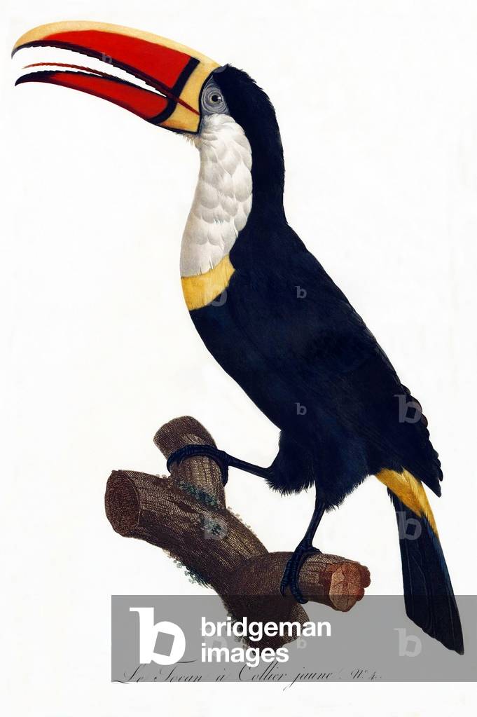 South & Central America: Early 19th century hand-painted illustration of various species of Toucan