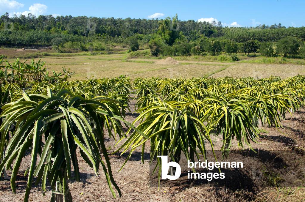 Thailand: Aloe vera plantation, Loei Province