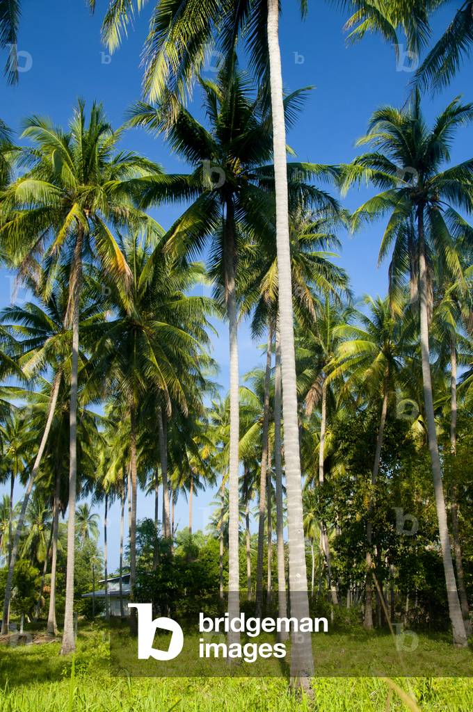 Thailand: Coconut palm grove, Hat Hin Ngam, Nakhon Si Thammarat Province
