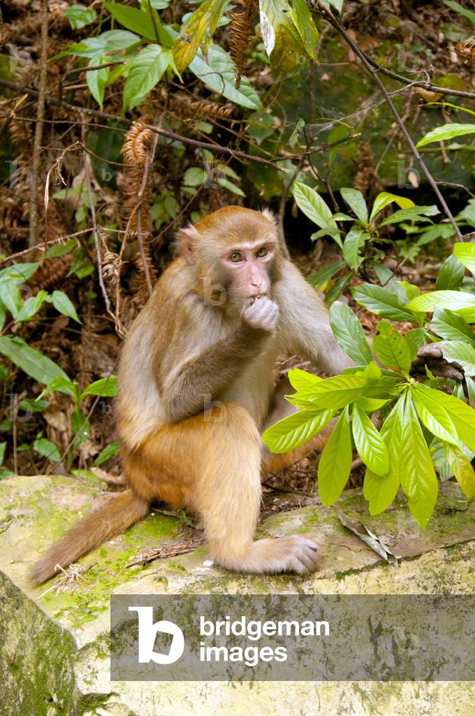 China: Rhesus monkey (Macaca mulatta), Wulingyuan Scenic Area (Zhangjiajie), Hunan Province