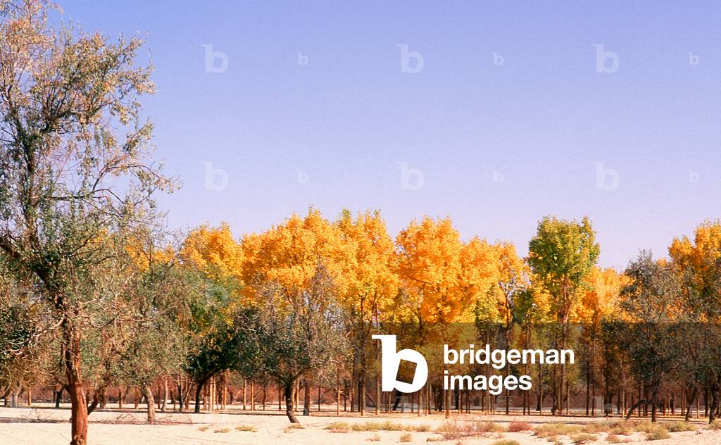 China: Autumn colours near Khotan, Xinjiang Provice