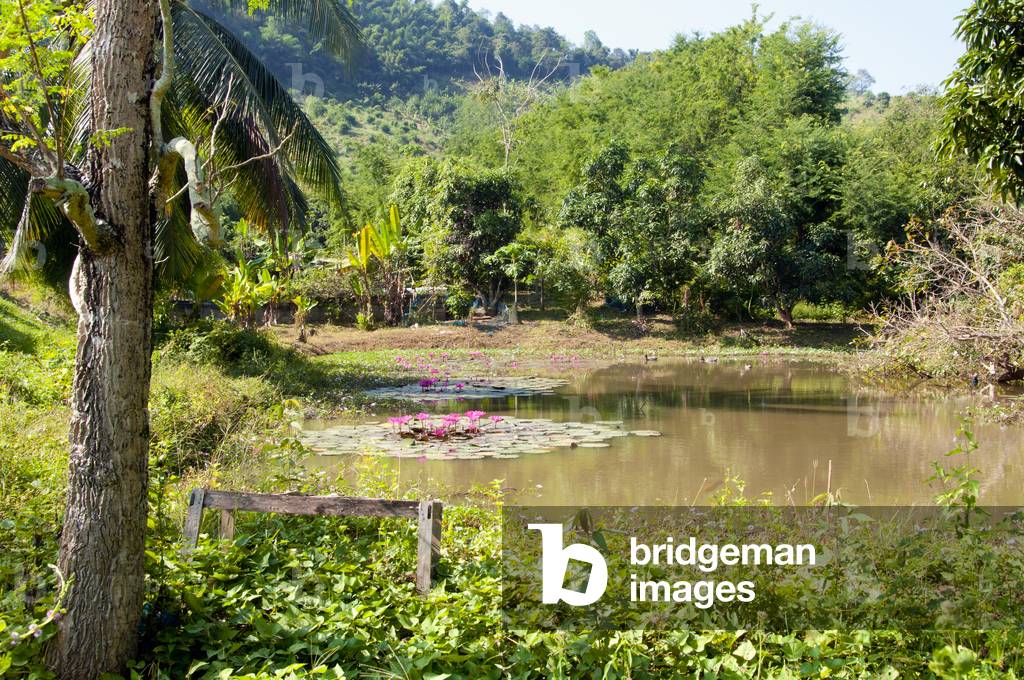 Thailand: A lotus-filled pond at Ban Hat Bia by the Mekong River, Loei Province