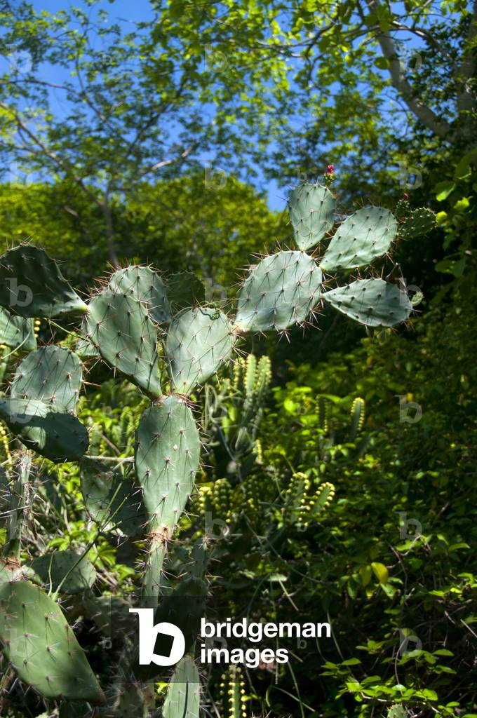 Thailand: Cactus, Khao Sam Roi Yot National Park, Prachuap Khiri Khan Province