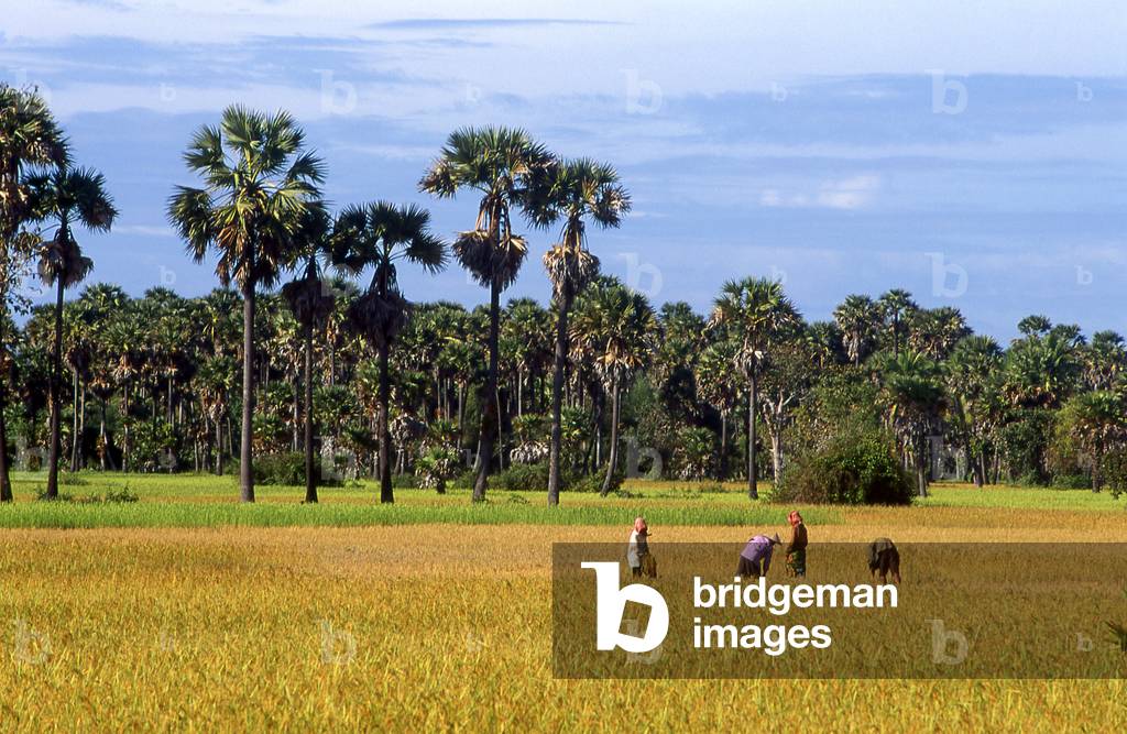Cambodia: Harvesting rice in fields near Siem Reap