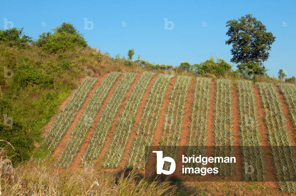 Thailand: Aloe vera growing on a hillside near Na Haeo, Loei Province