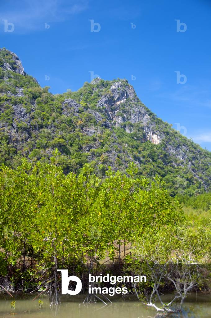Thailand: Mangroves in Khao Sam Roi Yot National Park, Prachuap Khiri Khan Province
