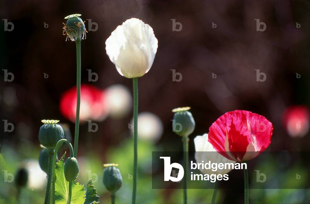 Thailand: Opium poppies (Papaver somniferum), northern Thailand, c. 1995
