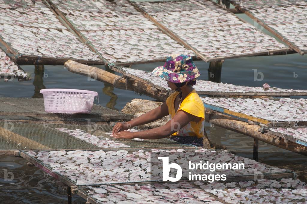 Thailand: Squid drying in the sun, Chalok Lam Bay (Ao Chalok Lam), Ko Phangan