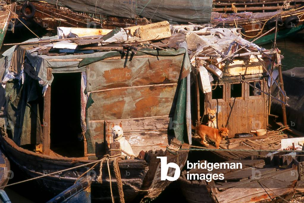 China: Guard dogs on boats in the inner harbour, Waisha Harbour, Beihai, Guangxi Province