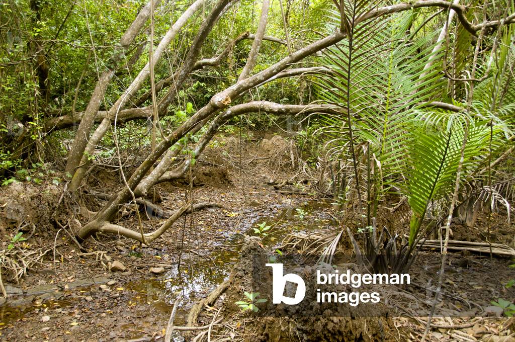 Thailand: Ko Tarutao Marine National Park, Ko Tarutao, Ao Taloh Udang, swampland around old prison camp