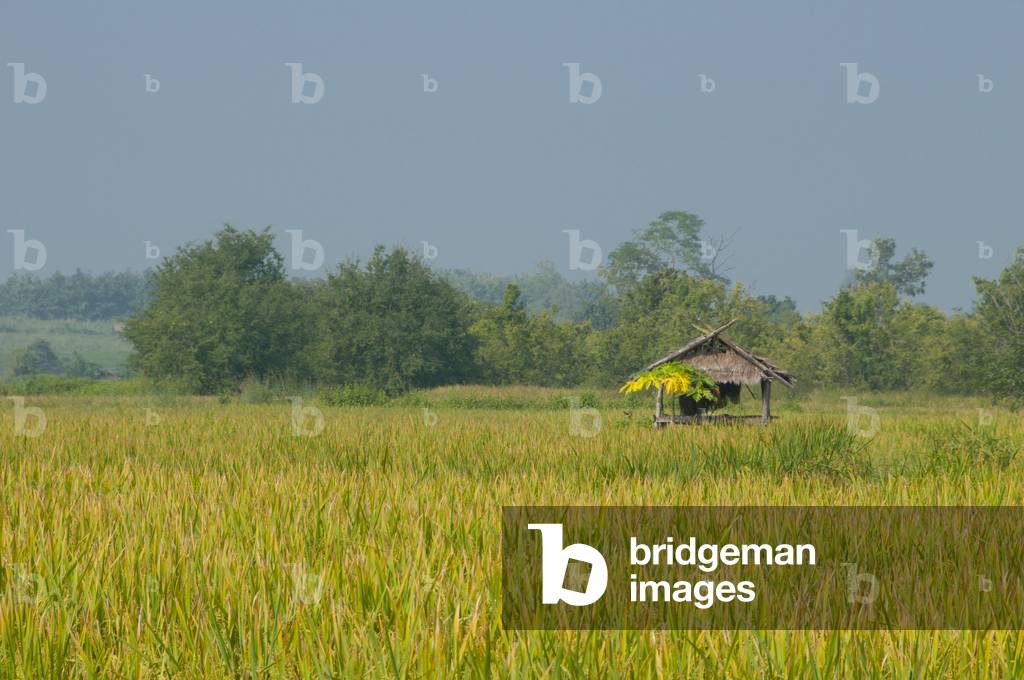 Thailand: Rice fields around Ban Na Pa Nat Tai Dam Cultural Village, Loei Province