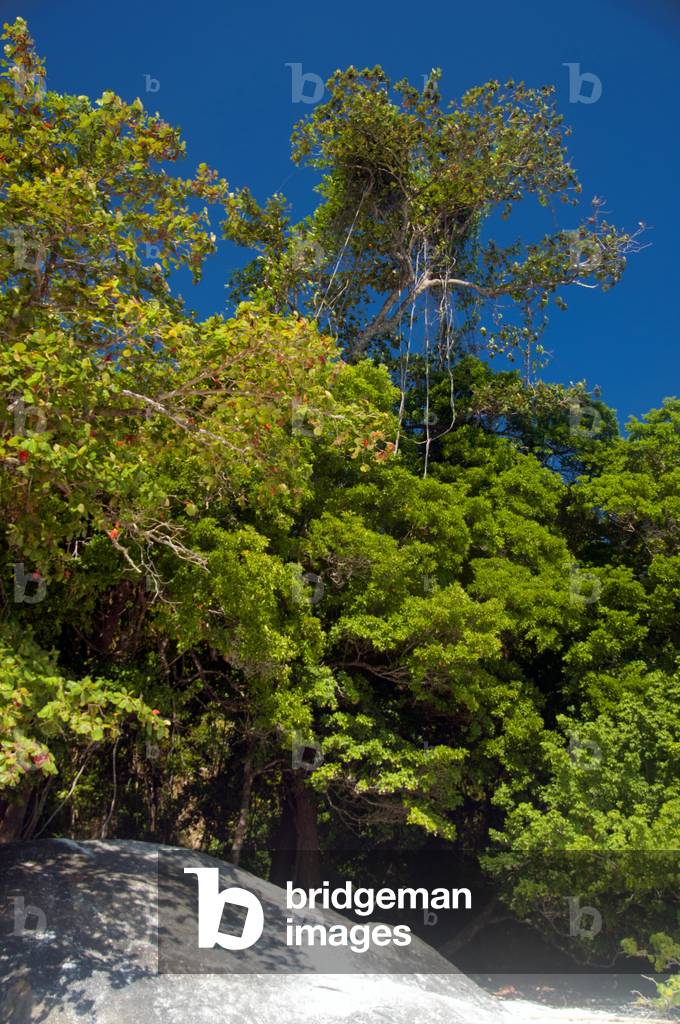 Thailand: Ko Miang (Island 4), Similan Islands