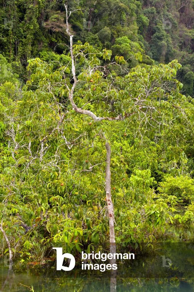Thailand: Tha Pom swamp and forest, Krabi Coast