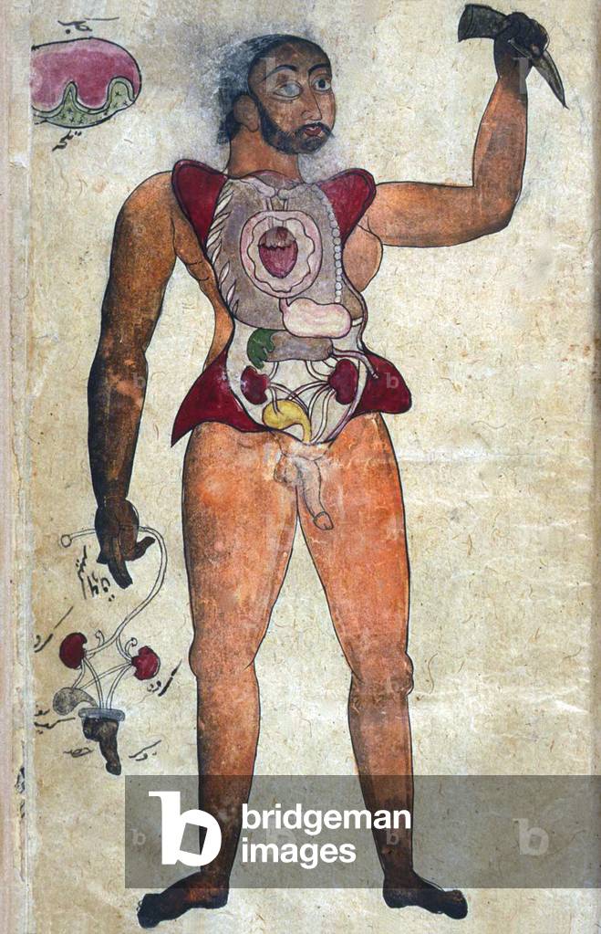 Persia / Iran: Anatomical illustration of a man from the Tibb-i Akbar, 'The medicine of Akbar'.
