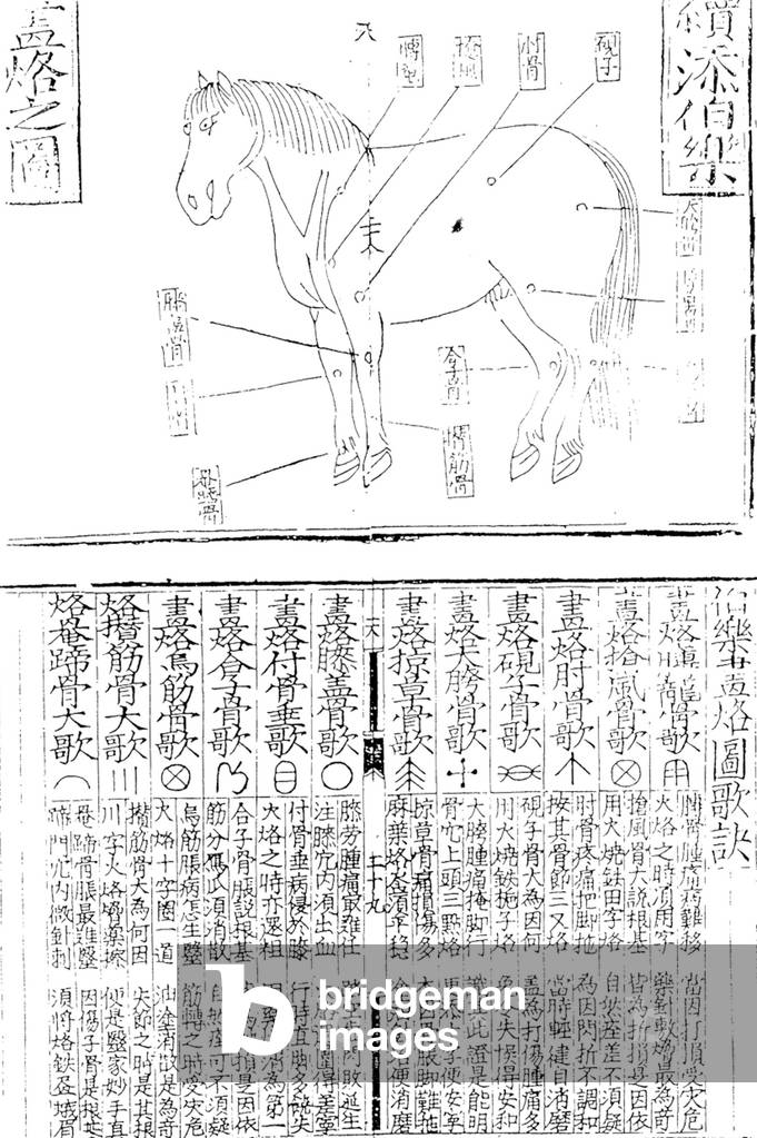 China: A diagram showing details of equestrian anatomy, c.600 BCE.