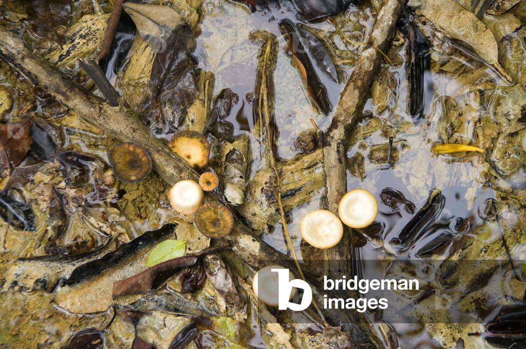 Thailand: Mushrooms, Tung Tieo Forest Trail, Khao Pra - Bang Khram Wildlife Sanctuary, Krabi Province