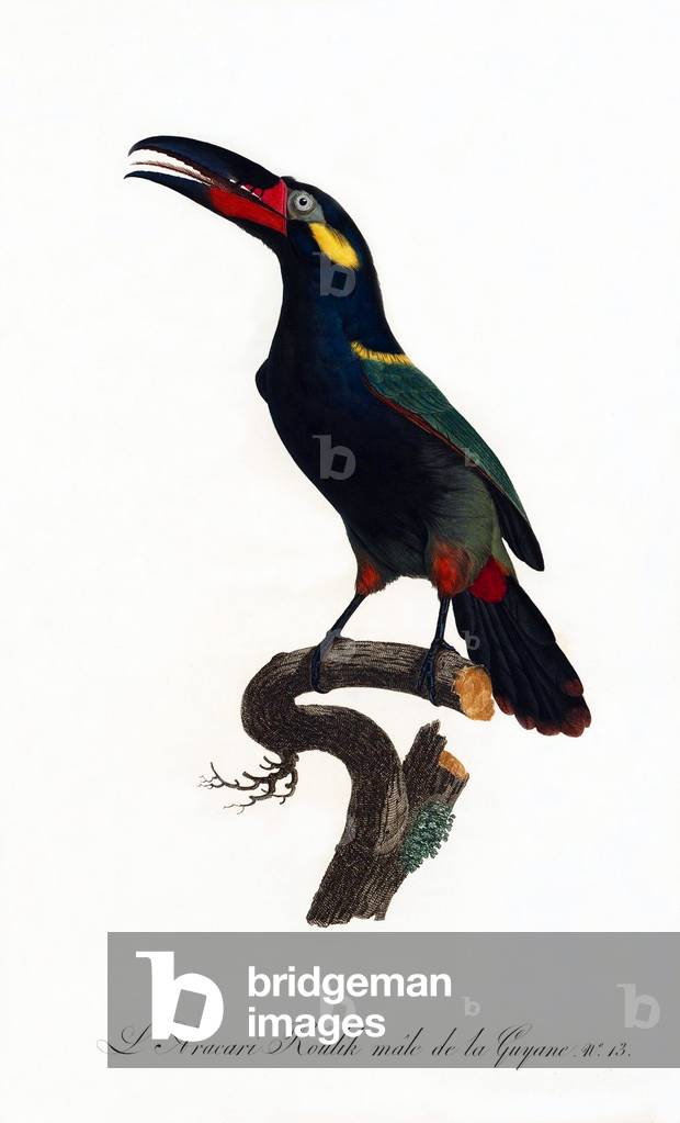 South & Central America: Early 19th century hand-painted illustration of various species of Toucan