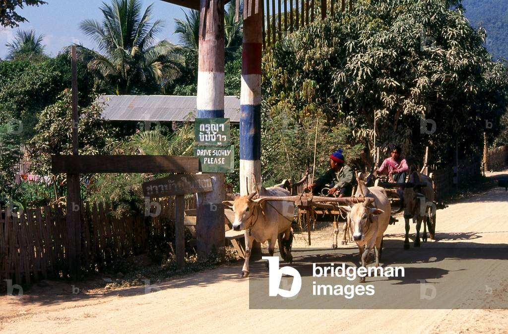 Thailand: Ox carts at Ban Huay Khan, north of Mae Hong Son, northern Thailand