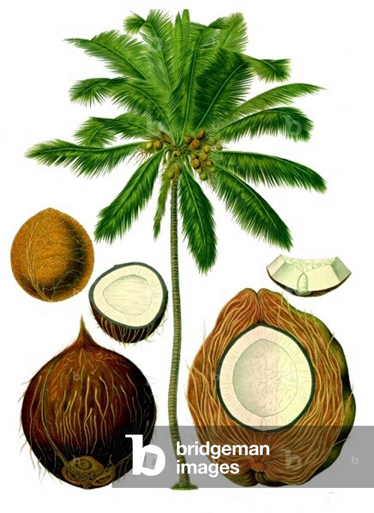 Germany: Cocos nucifera - Coconut - from Kohler's Medizinal Pflanzen, 1887