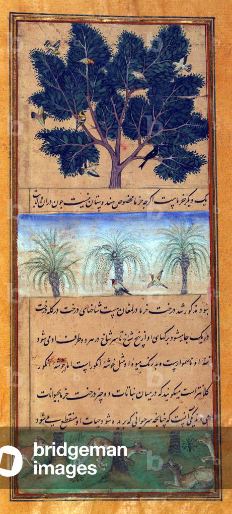 India: An illustration from the Baburnama. Animals of Hindustan - birds, foxes, palm trees