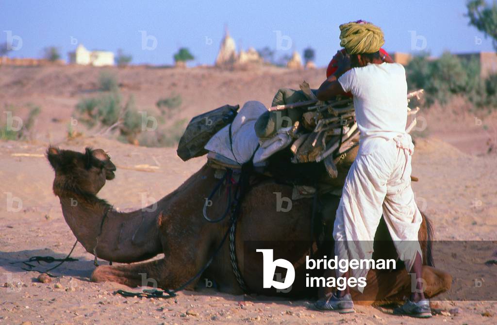 India: Loading a camel in the Thar Desert near Jaisalmer, Rajasthan
