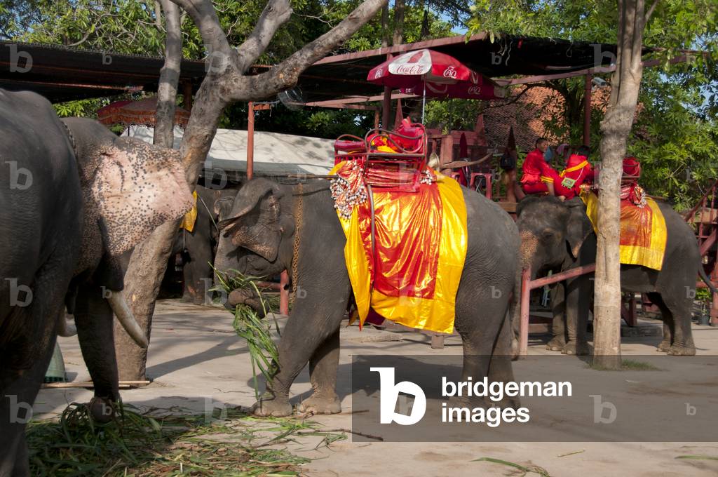 Thailand: Elephants at Ayutthaya Historical Park