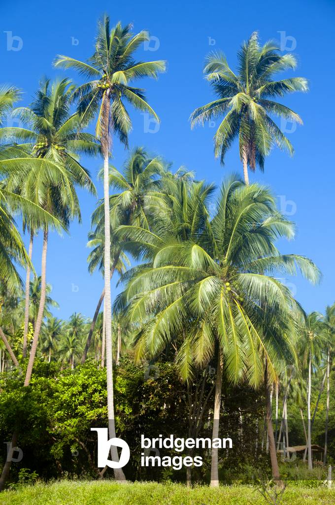 Thailand: Coconut palm, Hat Nai Phlao, Nakhon Si Thammarat Province